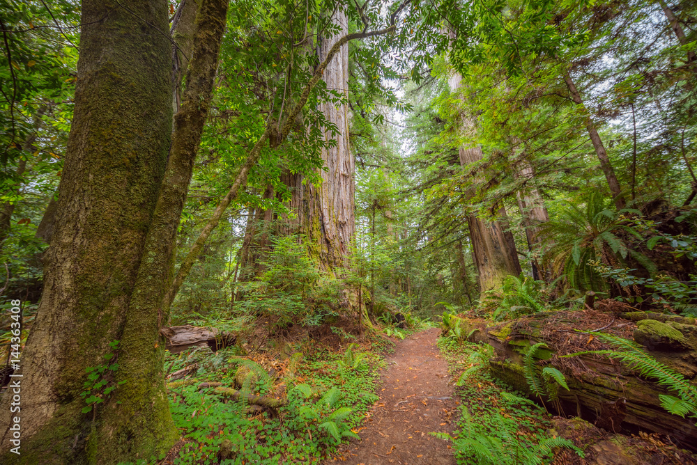 Fototapeta premium Green thickets in the forest of old-growth sequoias. Beautiful ferns grow between huge trees. Redwood national and state parks. California, USA