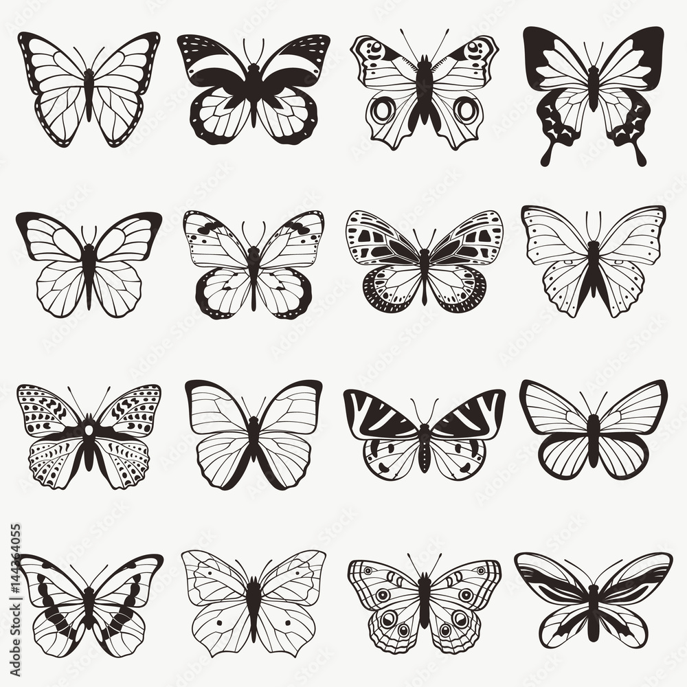 Butterflies vector set Butterflies vector set