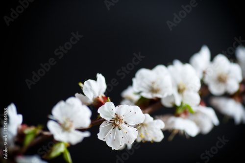 Fototapeta Naklejka Na Ścianę i Meble -  Branch of blooming spring apricots