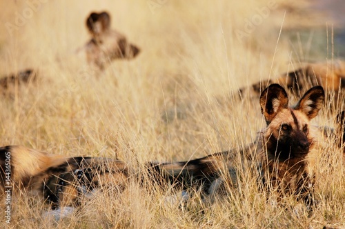 Wild Dog in Zimbabwe Hwange National Park