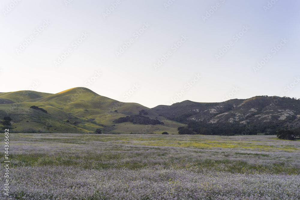 Obraz premium Spring bloom