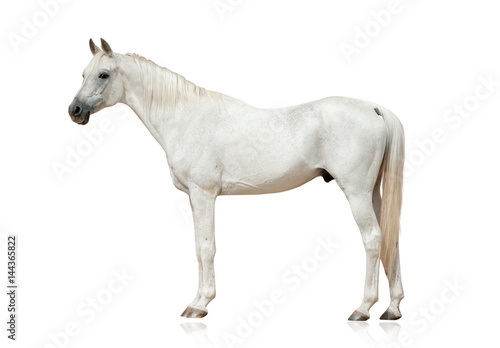 white arabian stallion © Mari_art