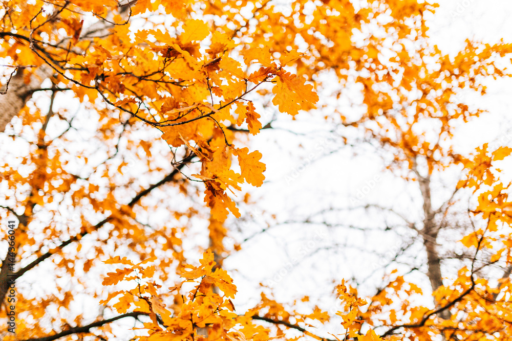 Yellow autumn leaves on an oak tree. Zaporozhye, park Oak Grove, Ukraine.