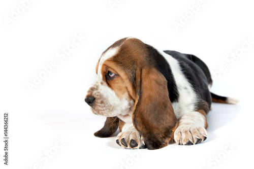 Basset hound puppy lying on a white background in profile