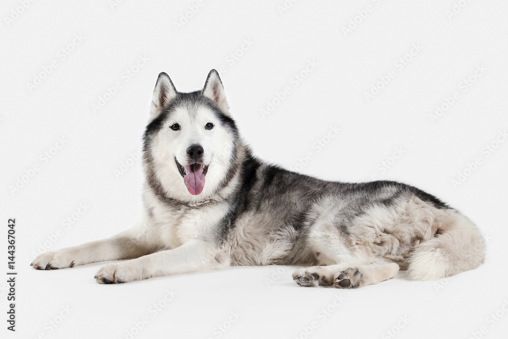 Dog. Siberian Husky on white background