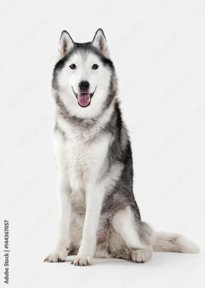 Dog. Siberian Husky on white background