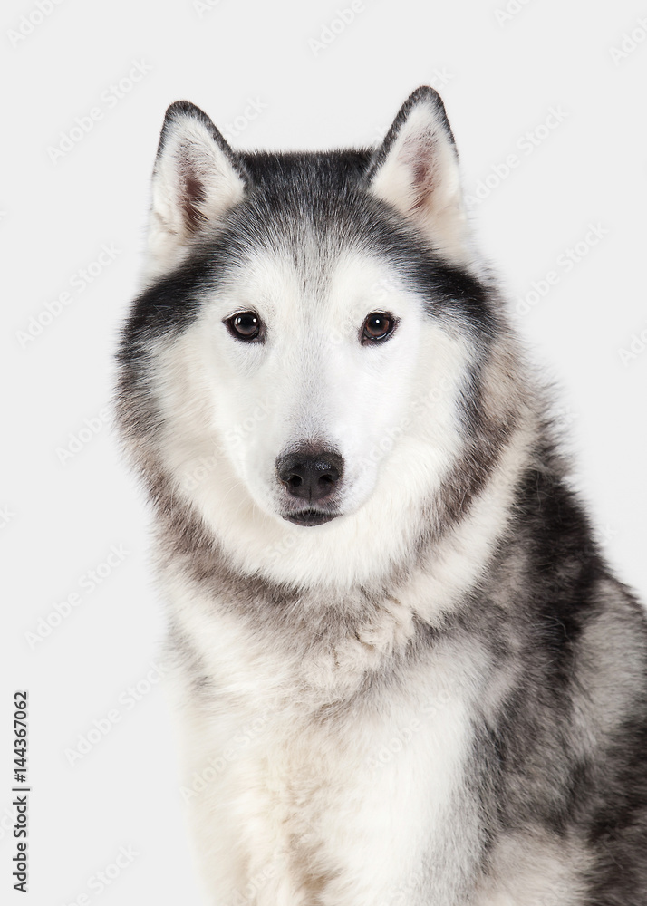 Dog. Siberian Husky on white background