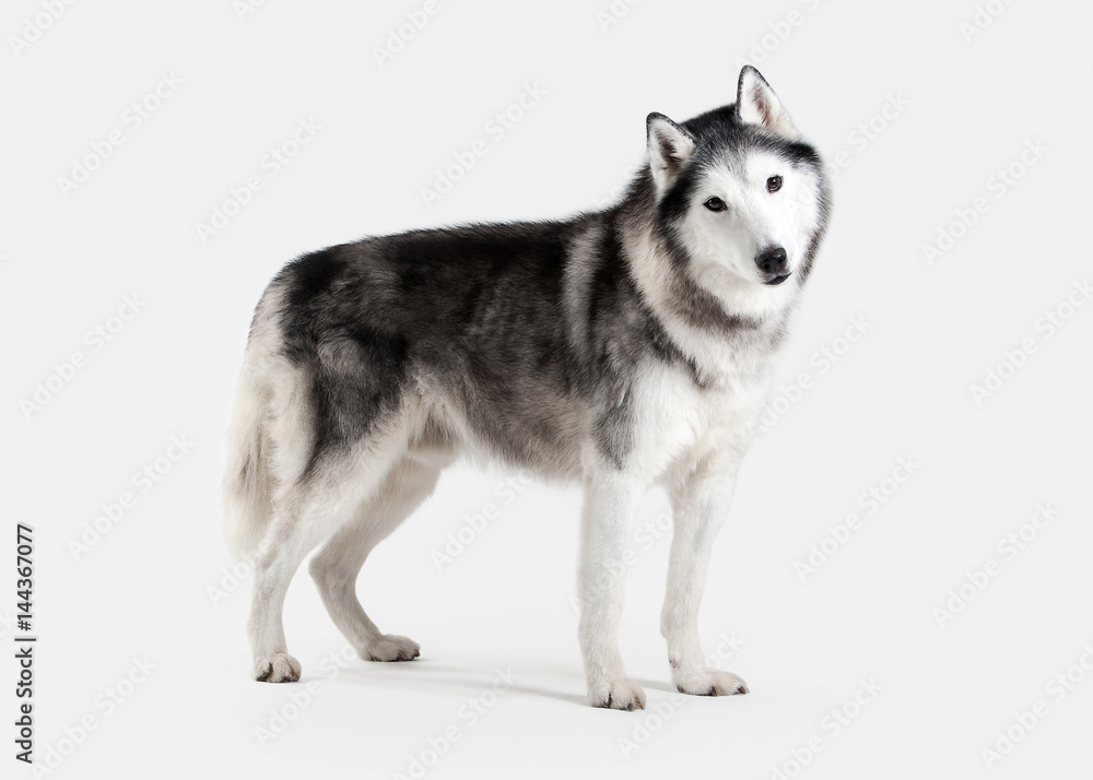 Dog. Siberian Husky on white background
