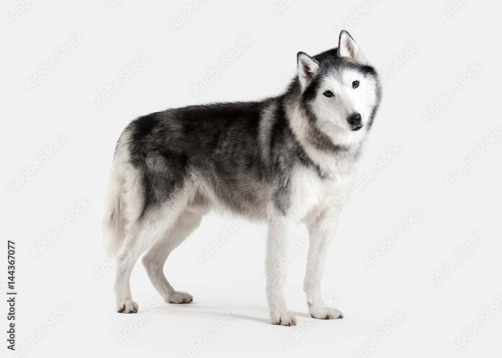 Fototapeta premium Dog. Siberian Husky on white background