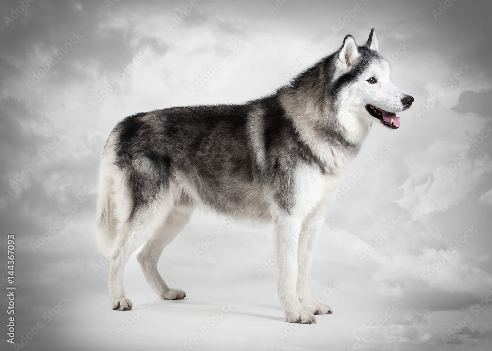 Dog. Siberian Husky on sky texture background