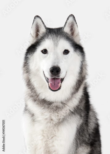 Fototapeta Naklejka Na Ścianę i Meble -  Dog. Siberian Husky on white background