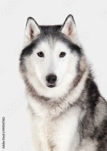 Fototapeta Naklejka Na Ścianę i Meble -  Dog. Siberian Husky on white background