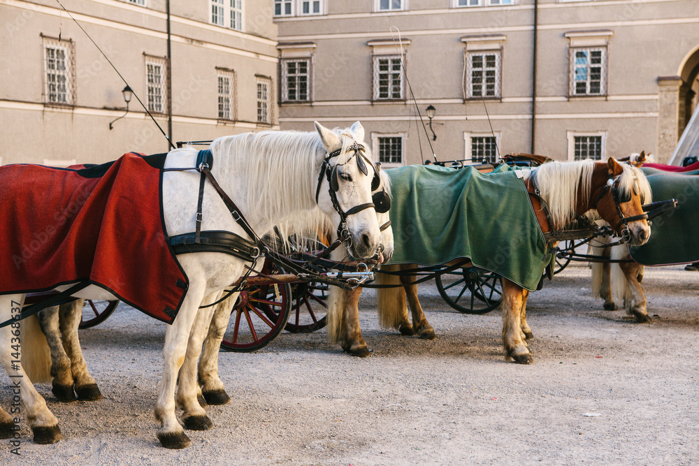 Horse. Entertainment of tourists (horseback riding) in the Austrian city of Salzburg - hometown of Mozart. Vacation, holidays, attractions.
