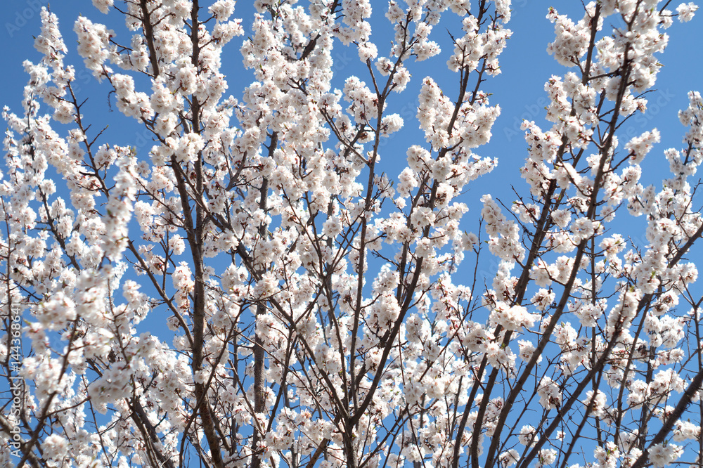 Branches of a blooming apricot on a blue sky background