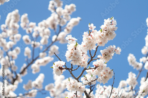 Branches of a blooming apricot on a blue sky background © natagolubnycha