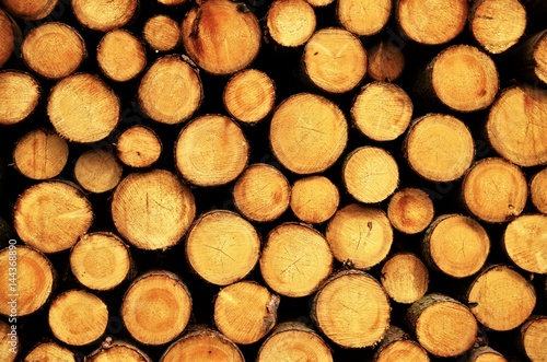 view of cut logs of spruce