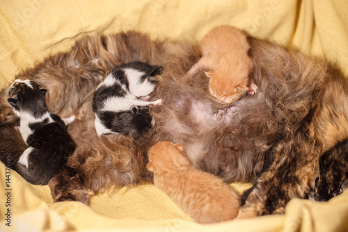 Sweet Cat family - just new born kittens with a mother cat on a yellow cotton. Red, black and white kittens. photo