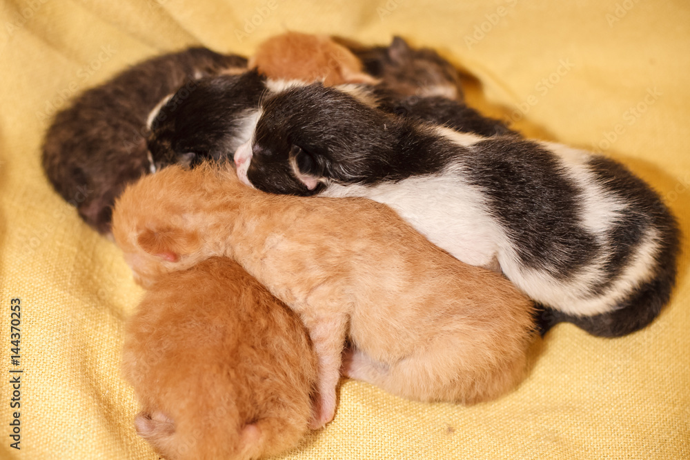 Sweet Cat family - just new born kittens with a mother cat on a yellow cotton. Red, black and white kittens.