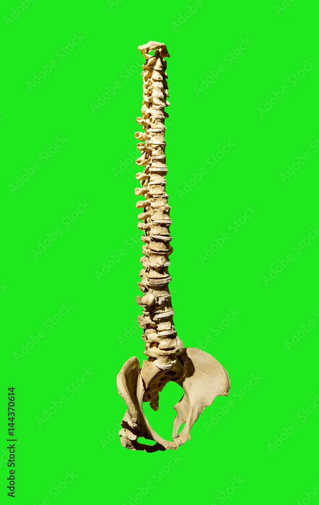 The spine is shot separately on a green background The spine is shot separately on a green background