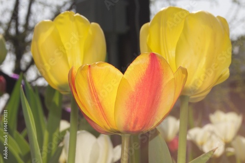 Tulips Yellow Red