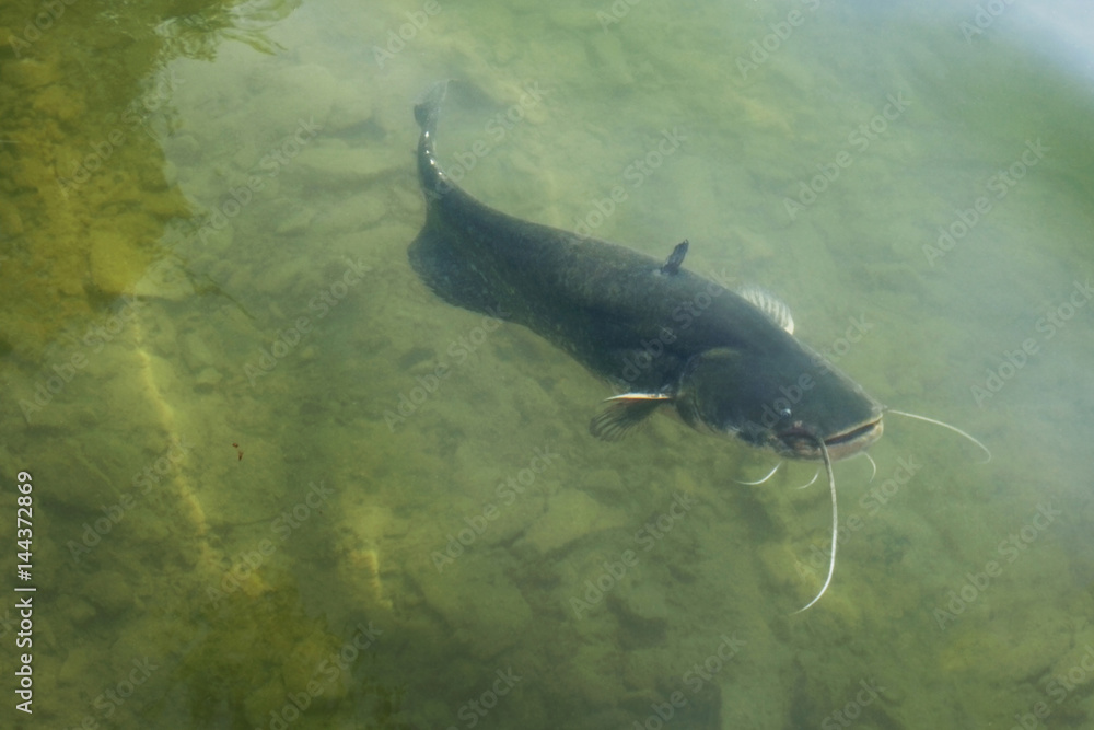 Fototapeta premium Catfish / Catfish foraging in mid-water
