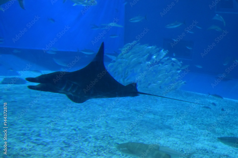 Fototapeta premium マンタ