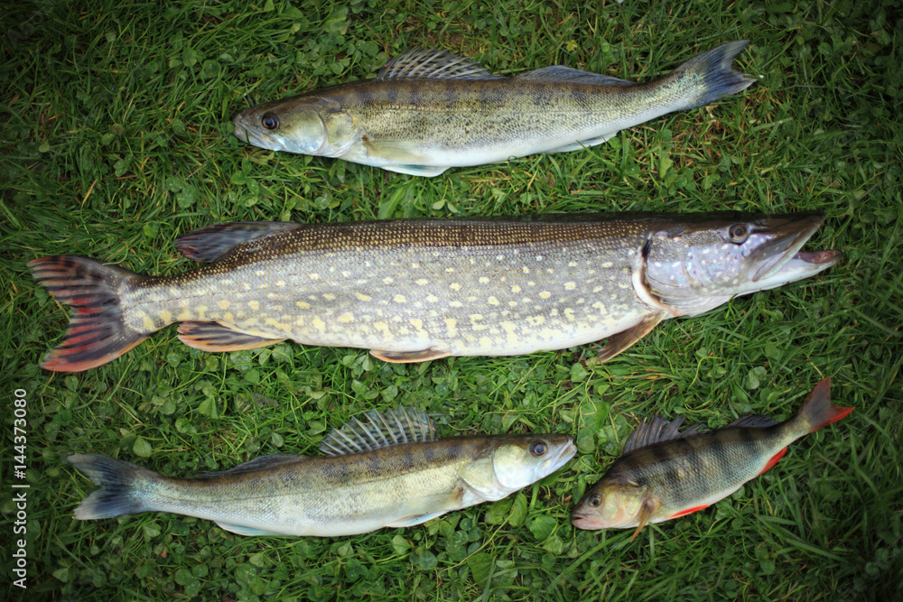Fishes / Caught pike, zander and perch
