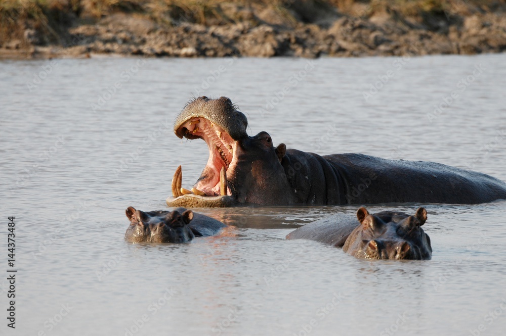 Hippos in Hwange National Park in Zimbabwe Hippos in Hwange National Park in Zimbabwe