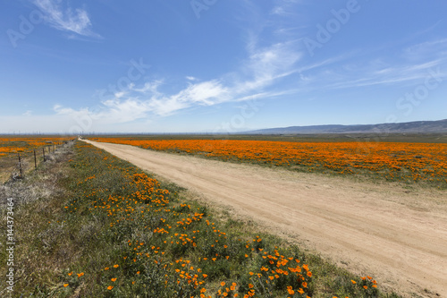Dirt road through poppy wil...
