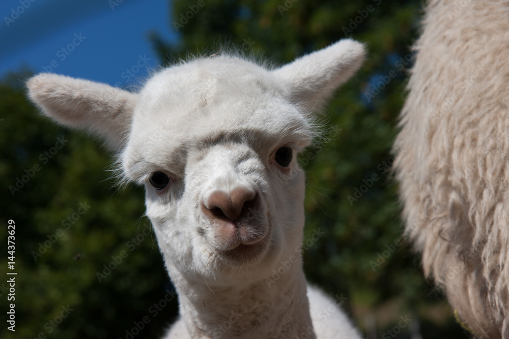 Obraz premium Bébé Alpaga à la Bresse