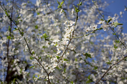 Branches with white flowers in bloom