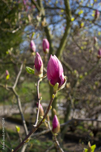 Magnolia branch with buds in spring
