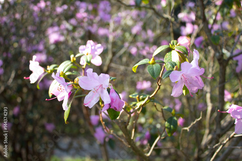 Detail of pink flowers