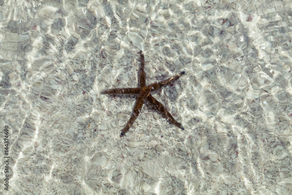 Starfish in blue water with light reflection.