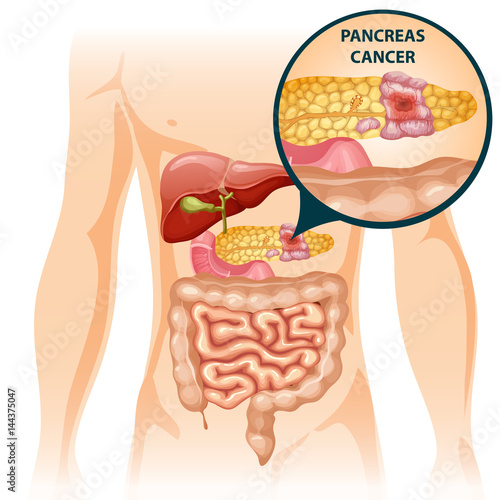 Cartoon Digestive Human Organs Concept