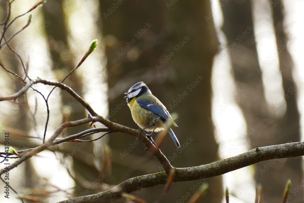 singende Blaumeise im Wald singende Blaumeise im Wald