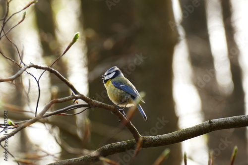 singende Blaumeise im Wald © C. Friedrich