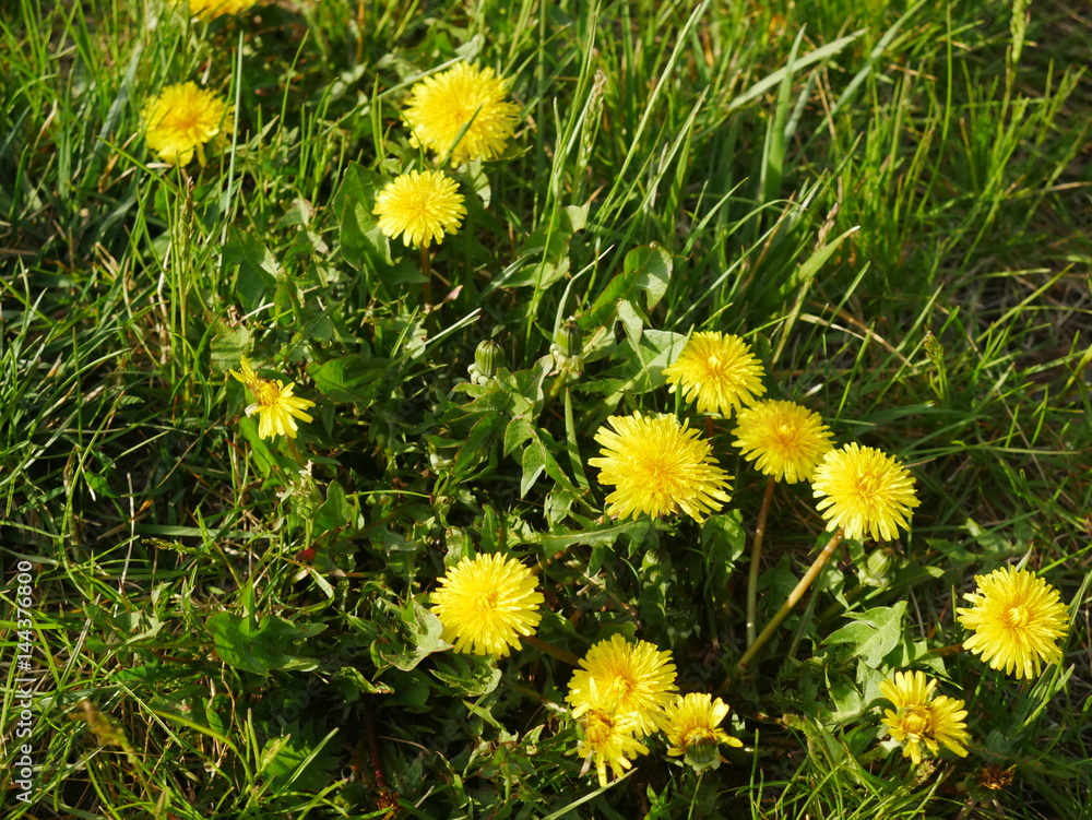 Obraz premium Yellow weed flowers on lawn