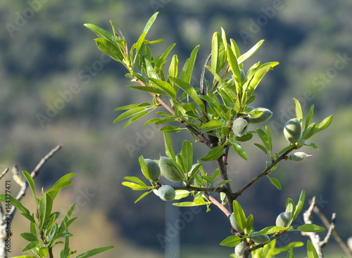 Branche d'amandier au printems. photo