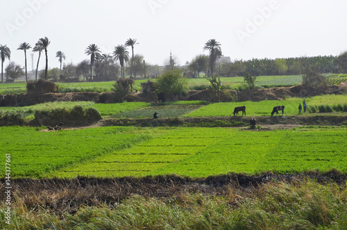 Landwirtschaft im Niltal photo