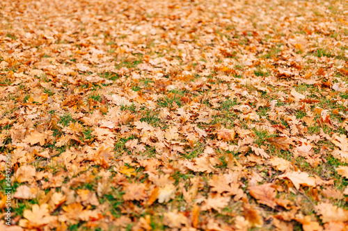 Texture of autumn leaves. Yellow oak leaf litter on the floor in the park or forest. fallen oak leaves