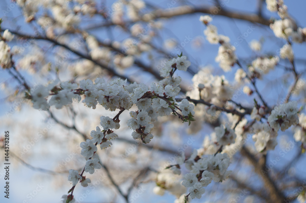 blossom branch sakura