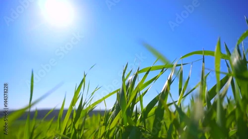 Green Grass Blue Sky Stock Footage