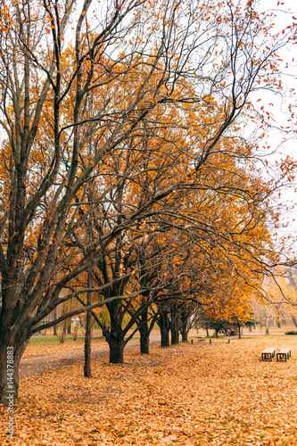 Yellow autumn leaves on an oak tree. Zaporozhye  park Oak Grove  Ukraine.
