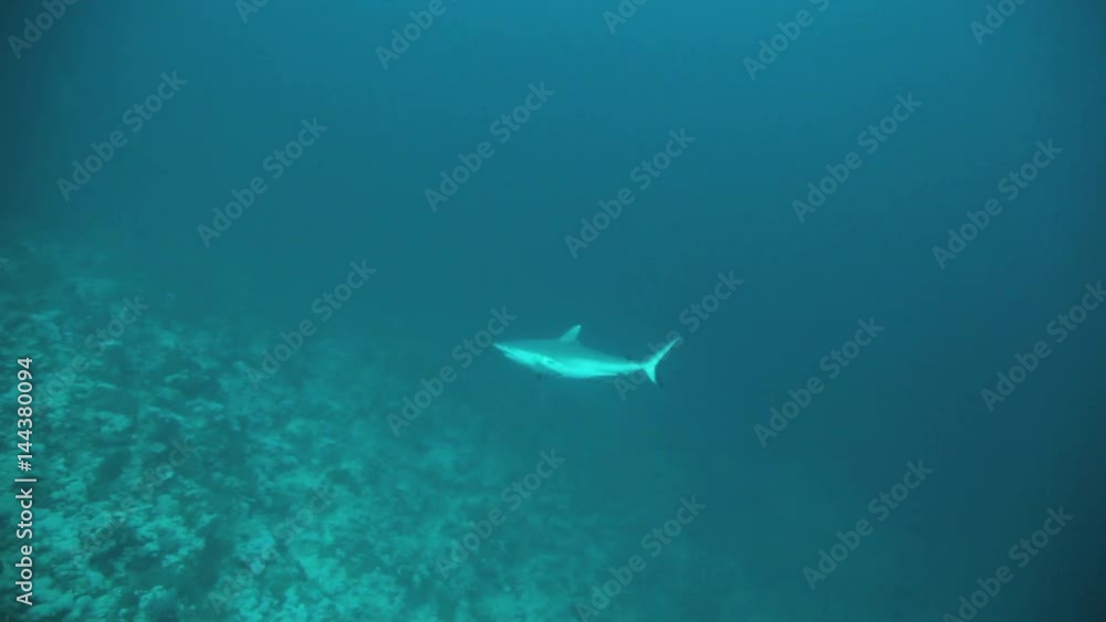 reef shark swimming in the blue reef shark swimming in the blue