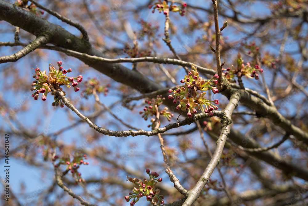 Young spring Apricot flower blossom, Prunus armeniaca tree branches Young spring Apricot flower blossom, Prunus armeniaca tree branches