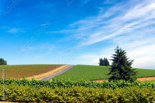 Vineyard near Dundee in Oregon wine country