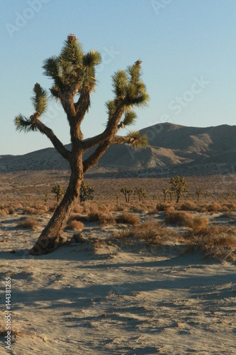 Joshua desert sky