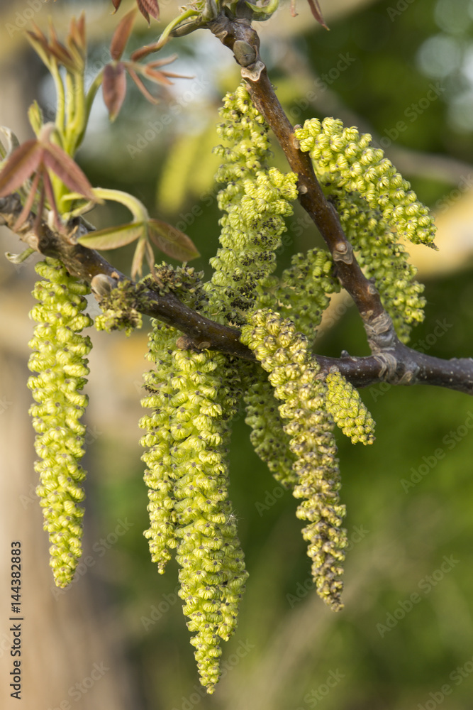 Male bloom of a hazelnut bush Male bloom of a hazelnut bush