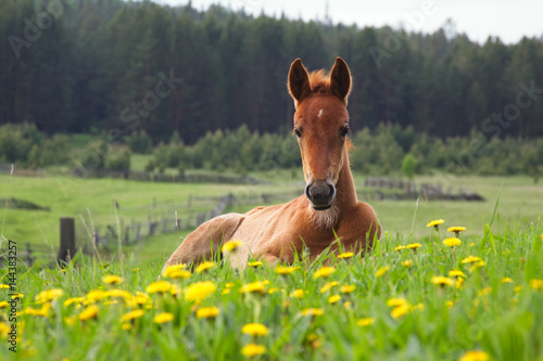 Foal lying on a meadow.